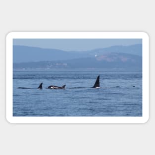 Orca Family Sticker